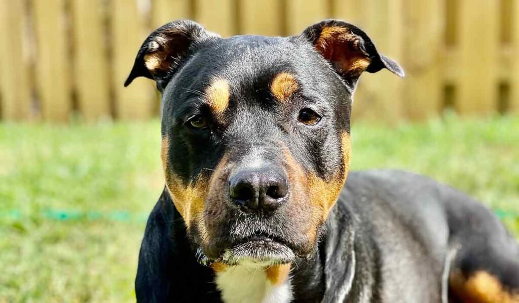 Rottweiler pitbull mix