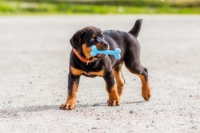 Rottweiler pitbull mix