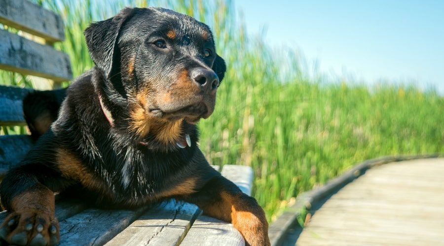 Rottweiler pitbull mix