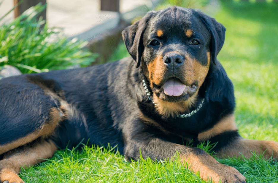 Rottweiler pitbull mix