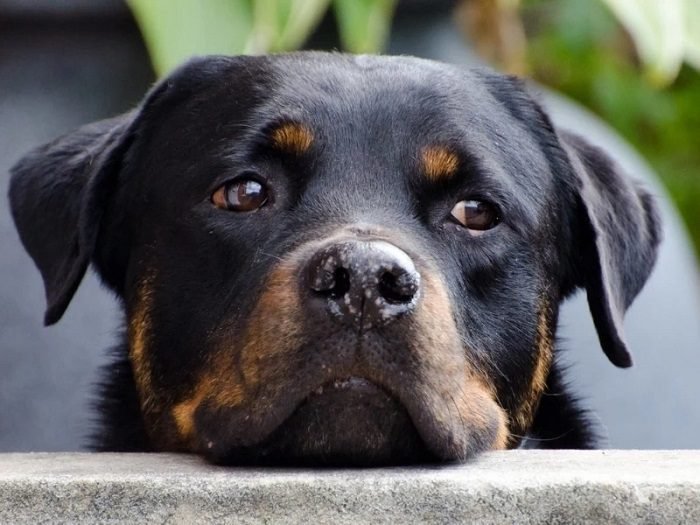 Rottweiler pitbull mix