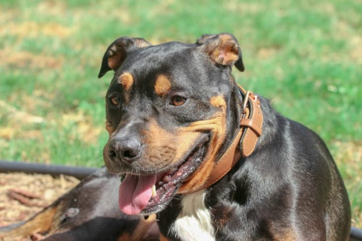 Rottweiler pitbull mix