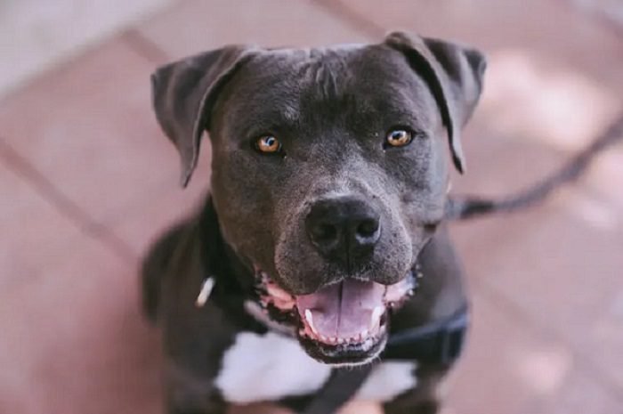 Rottweiler pitbull mix