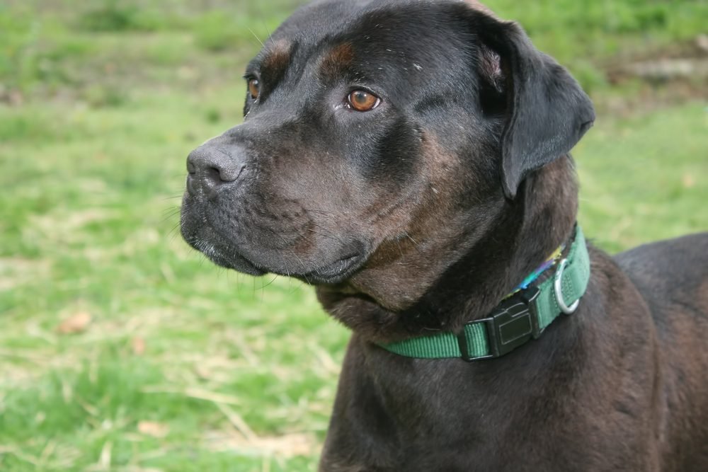 Rottweiler pitbull mix