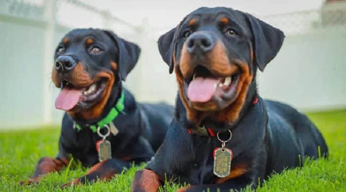 Rottweiler pitbull mix