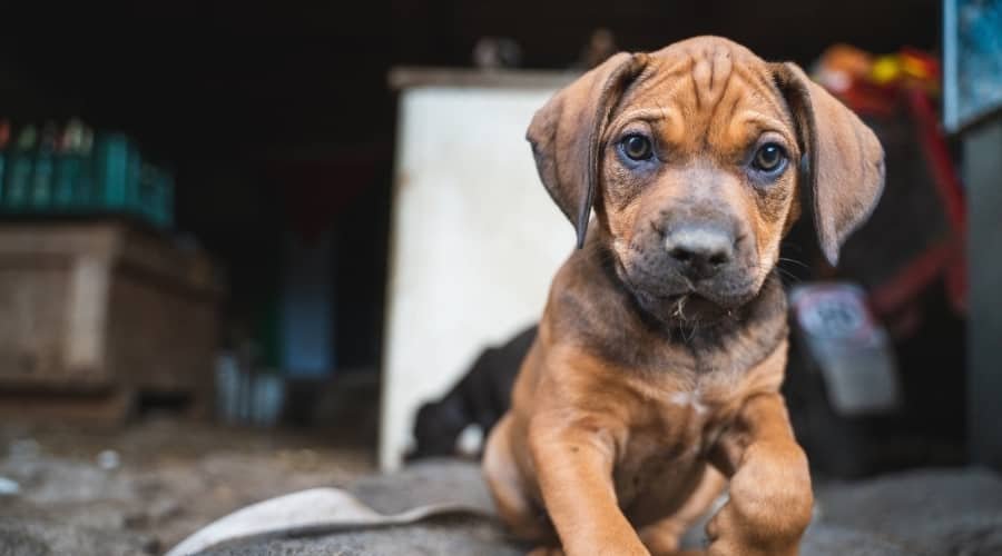 Rottweiler pitbull mix