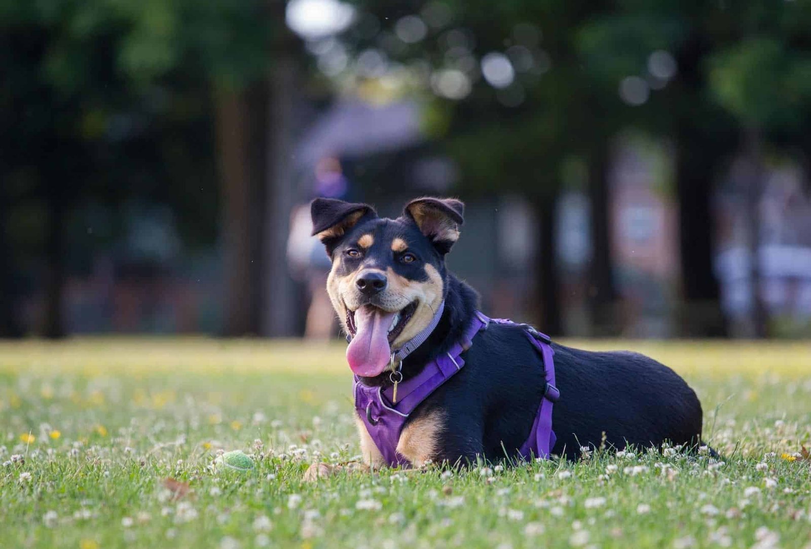 Rottweiler pitbull mix