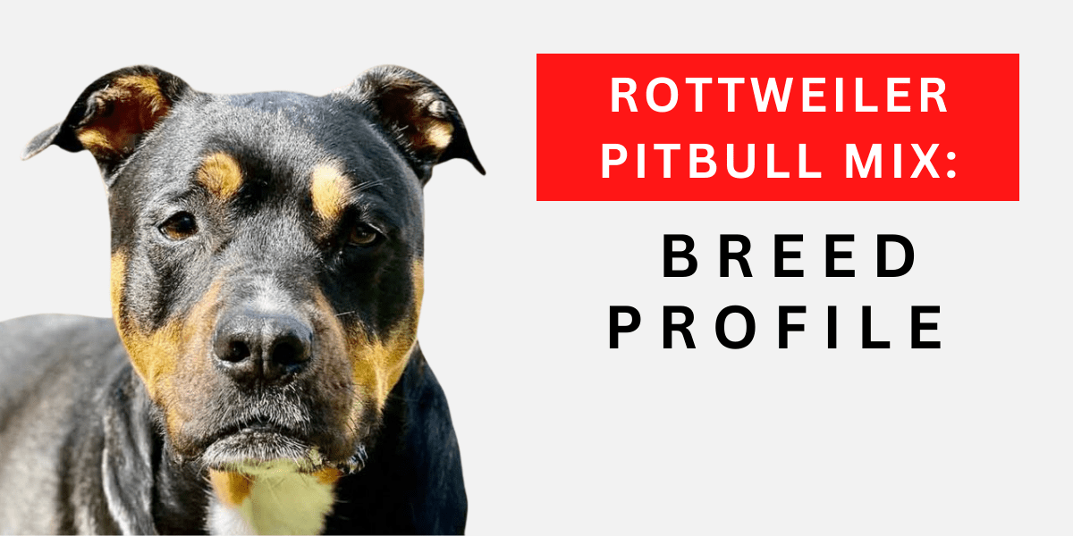 Rottweiler Pitbull Mix: Breed Profile 2024