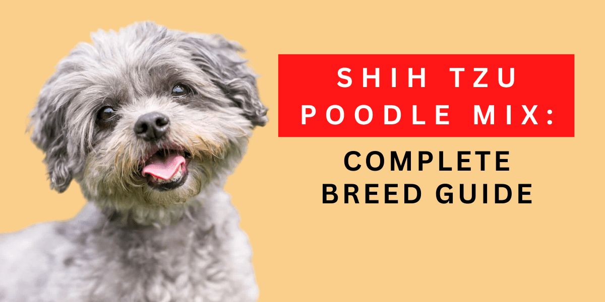 Shih Tzu Poodle Mix: Complete Breed Guide 2024