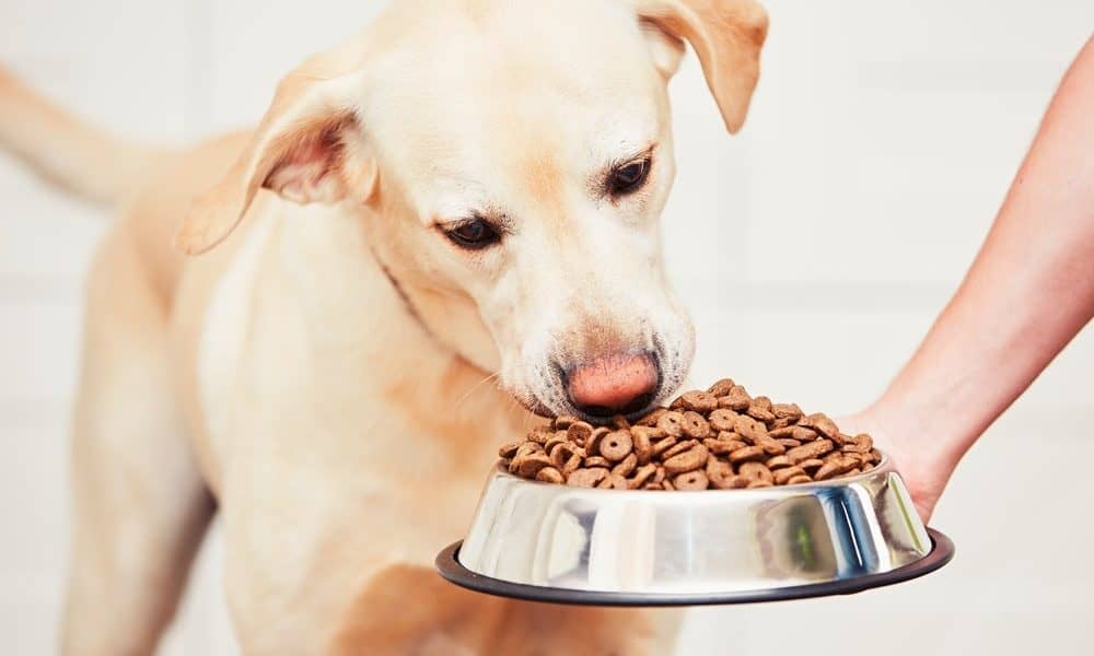 What can I feed my dog instead of dog food