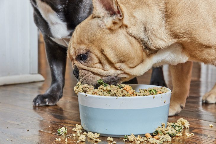 What can I feed my dog instead of dog food