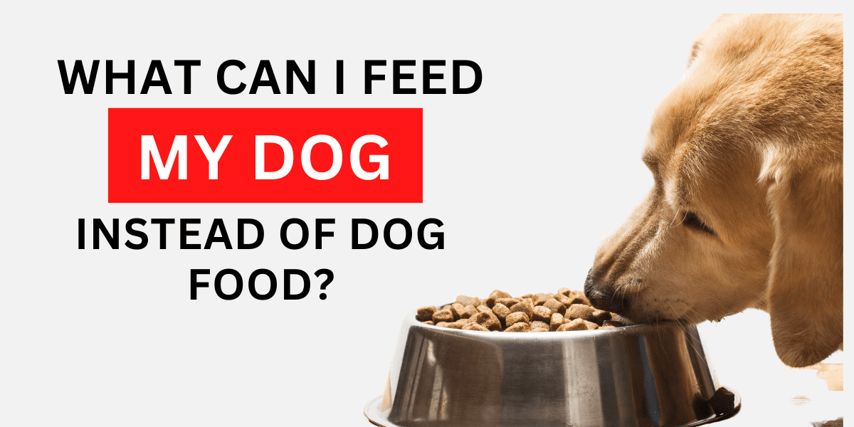 What Can I Feed My Dog Instead of Dog Food? 2024