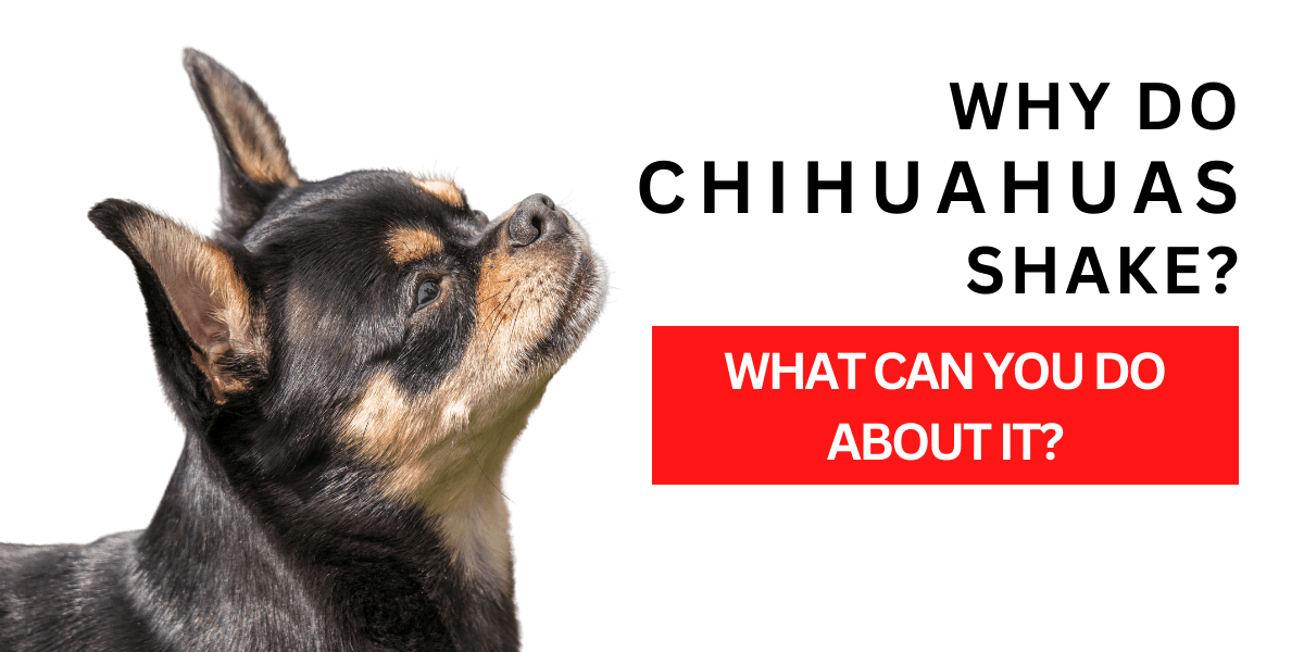 Why Do Chihuahuas Shake? What You Can Do About it 2024