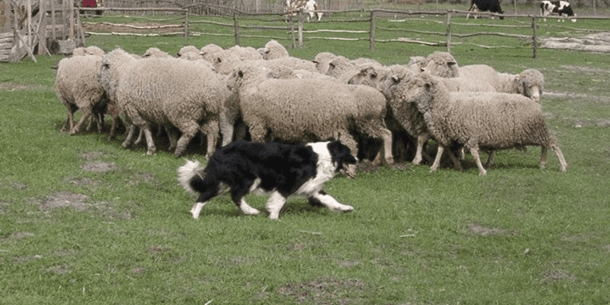 Border Collies Herd Sheep Demonstration 2022