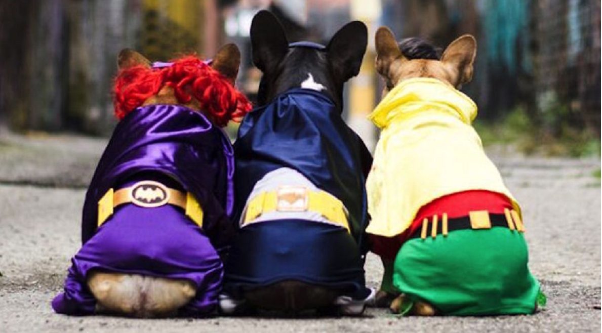 These French Bulldogs Dressed As Super Heroes Are The Cutest Things You Will See All Day