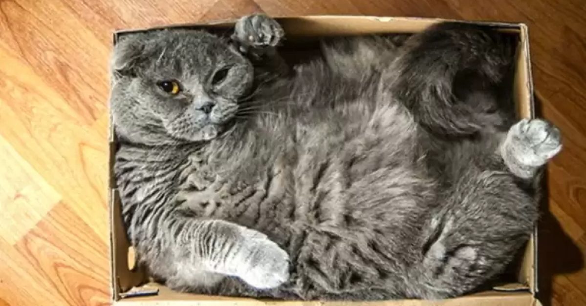 15 Cats Who Refuse To Accept That Their Boxes Are Too Small