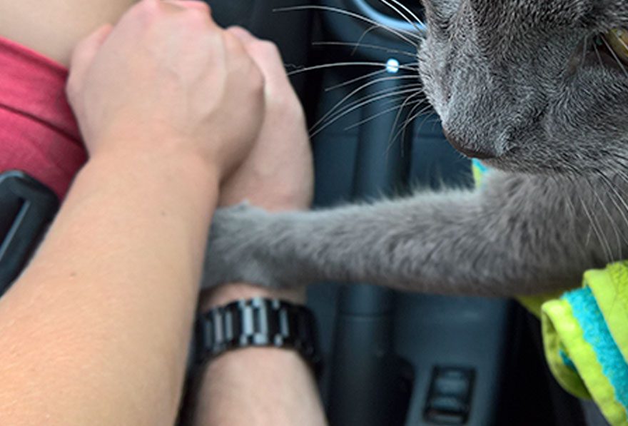 dying cat holds hand