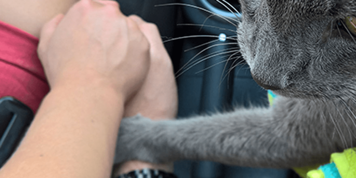 Dying Cat Holds His Owners’ Hands On A Trip To Say Their Bittersweet Goodbyes