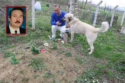 family dog goes visit owners grave