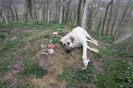 family dog goes visit owners grave