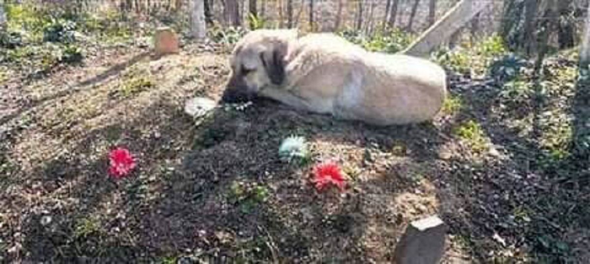 Family Dog Visits His Owner’s Grave, But What He Does There Will Bring You To Tears