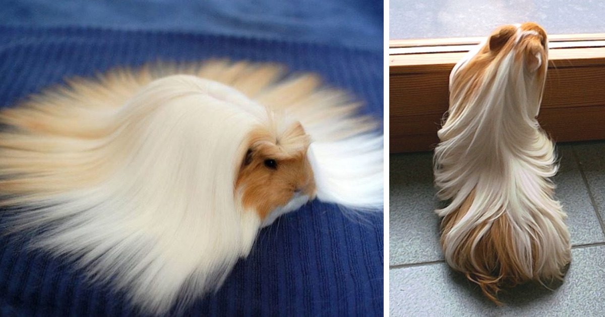 Guinea Pigs With The Most Majestic Hair Ever 2022