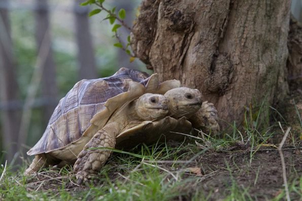 incredible two headed tortoise
