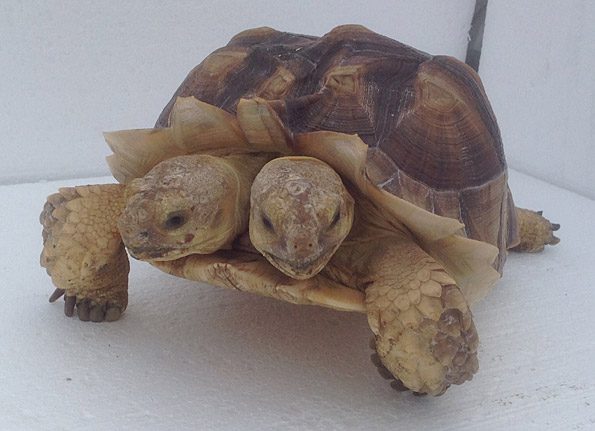 incredible two headed tortoise