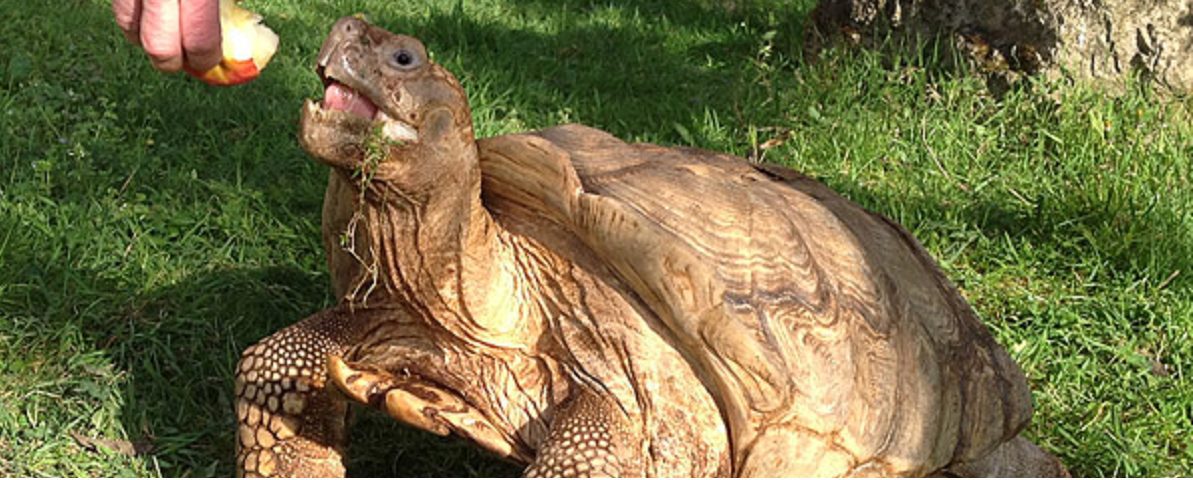 Meet Kianga, An Incredible Two-Headed Sulcata Tortoise Born In Belgium