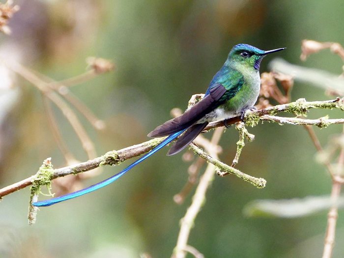 the most spectacular hummingbirds