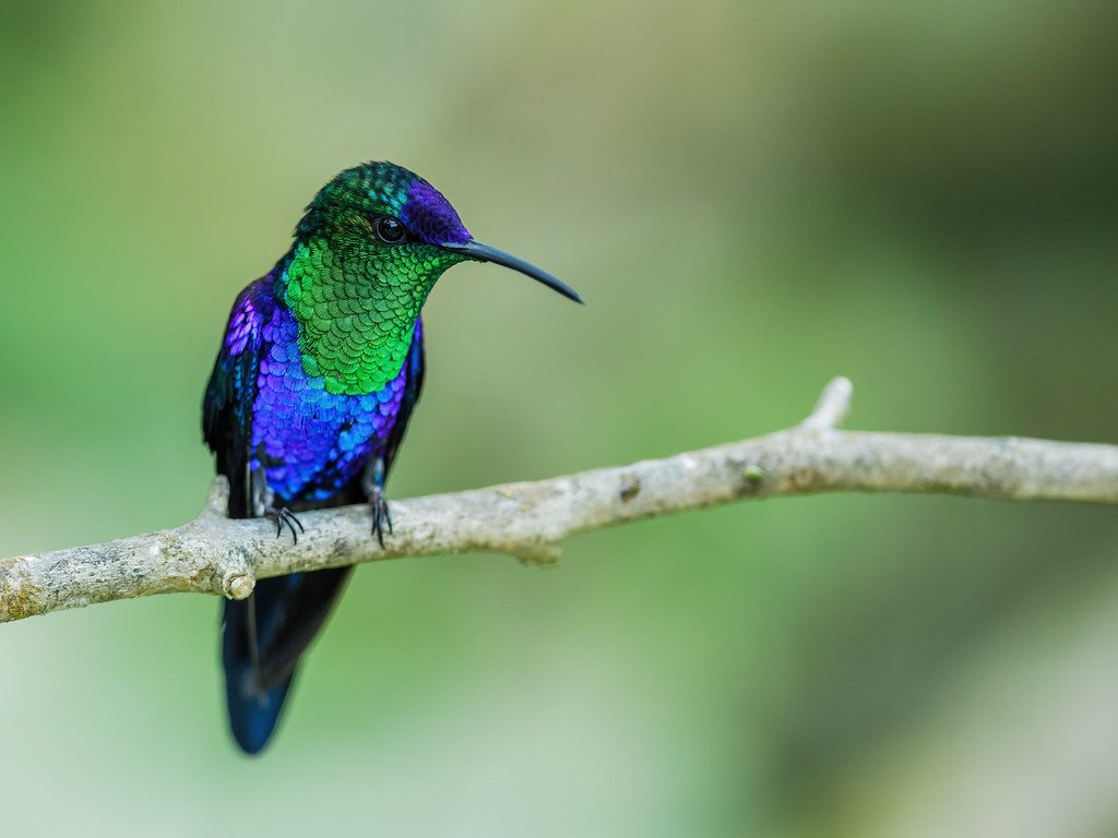 the most spectacular hummingbirds