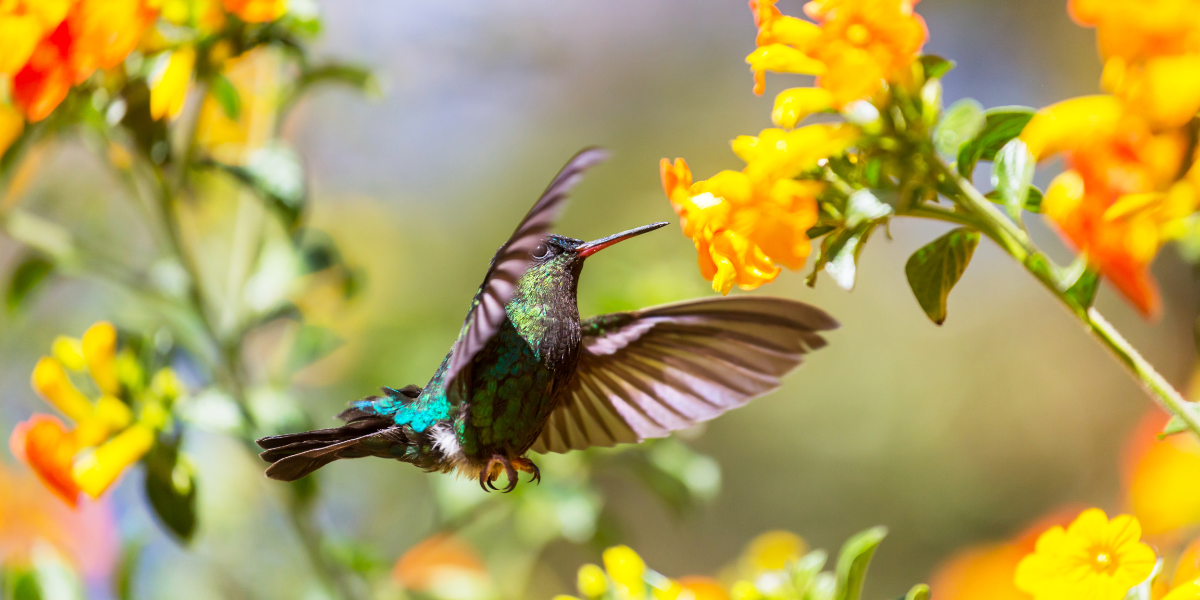 Some Of The Most Spectacular Hummingbirds You Will Ever See