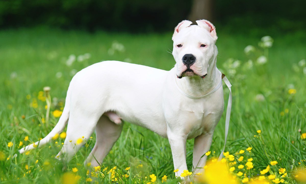 big white fluffy dog