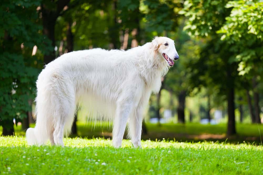 big white fluffy dog