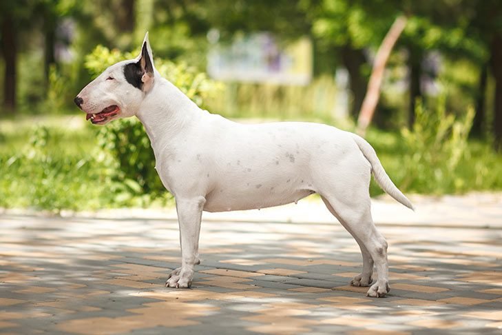 big white fluffy dog