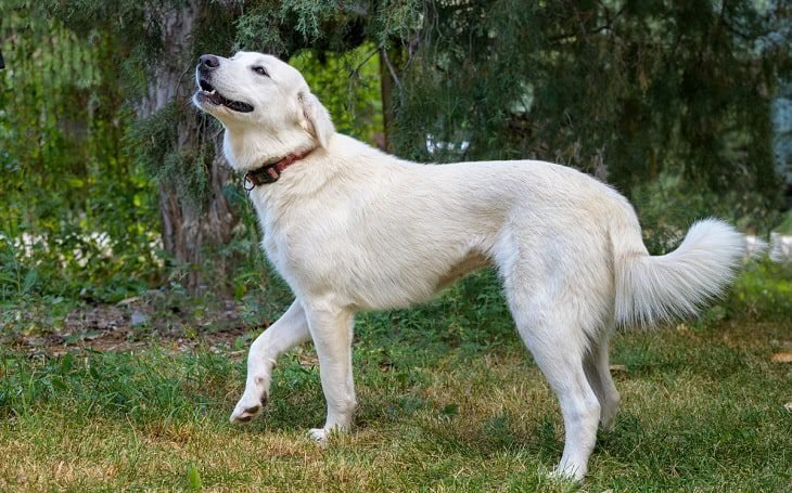 big white fluffy dog