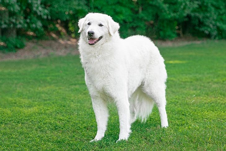 big white fluffy dog