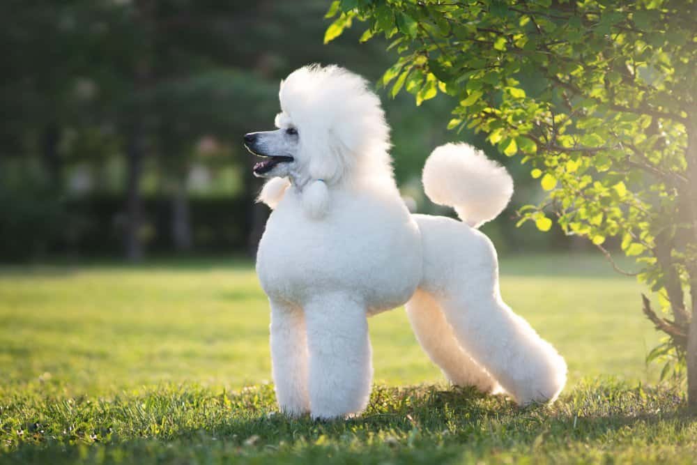 big white fluffy dog