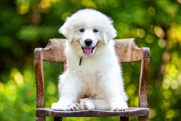 big white fluffy dog