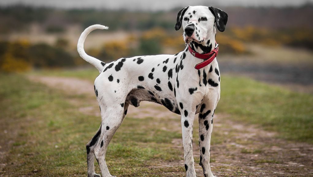 big white fluffy dog