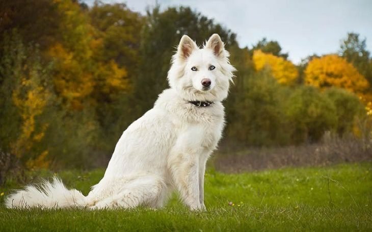 big white fluffy dog