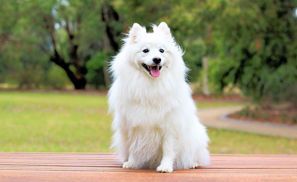 big white fluffy dog