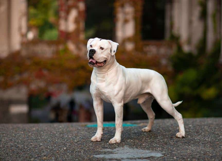 big white fluffy dog