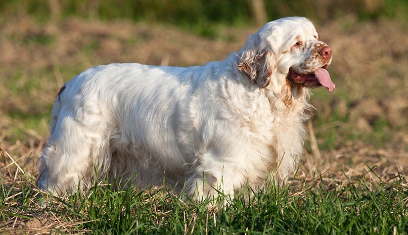 big white fluffy dog