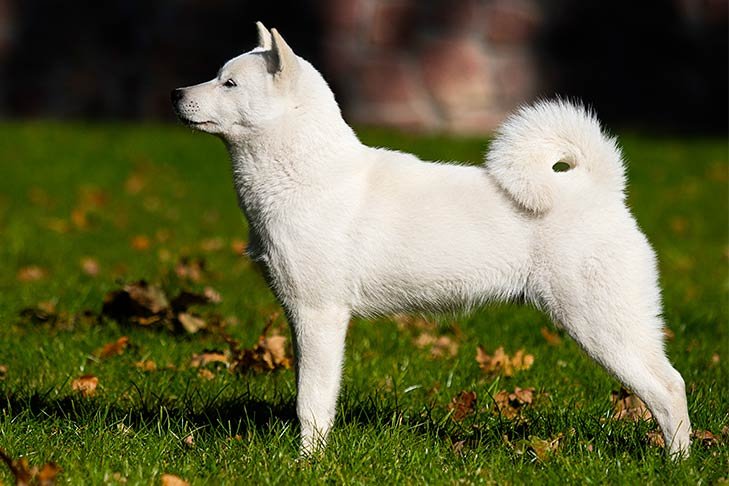 big white fluffy dog