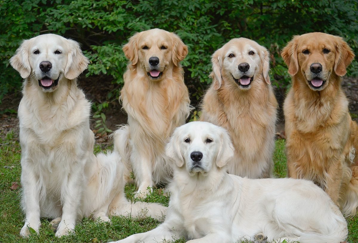 big white fluffy dog