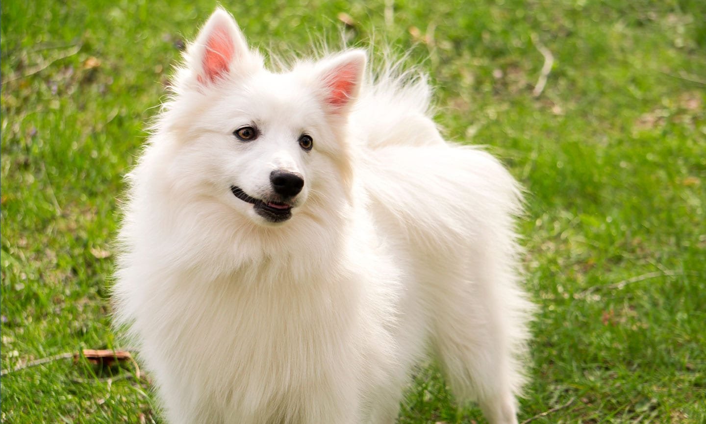 big white fluffy dog