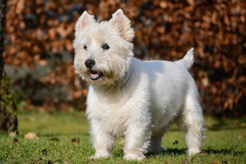 big white fluffy dog