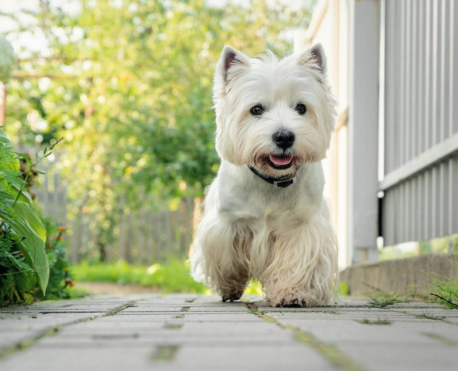 big white fluffy dog