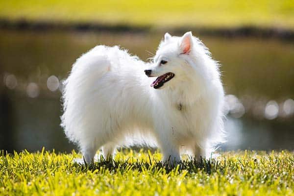 big white fluffy dog